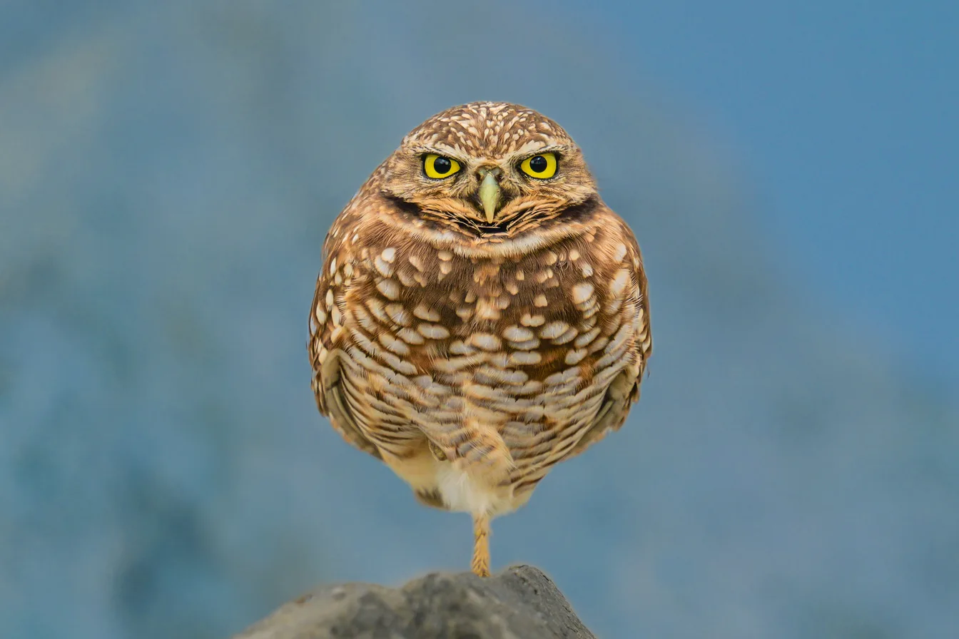 A burrowing owl keeping watch