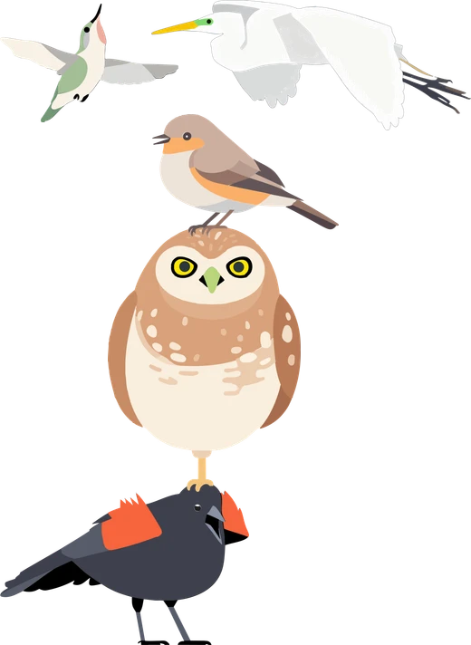 Five birds: a hummingbird and a great egret in flight above a stack of three — a red-winged blackbird, a burrowing owl perched on its head, and a vermilion flycatcher singing on the owl's head